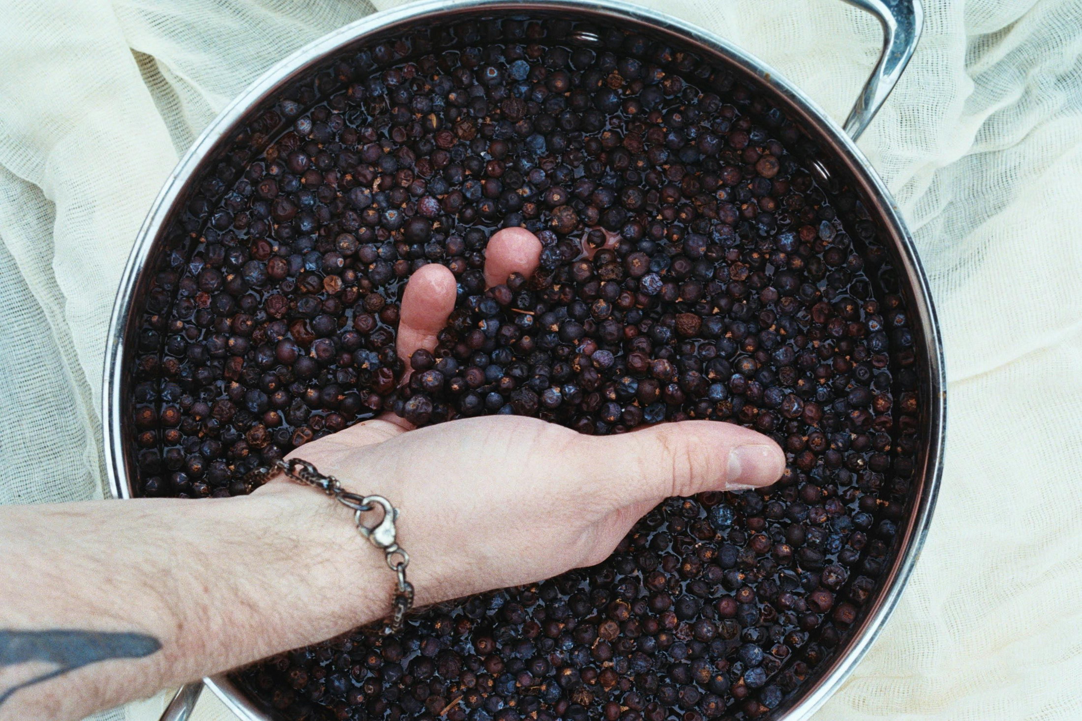 Ginepro Toscano