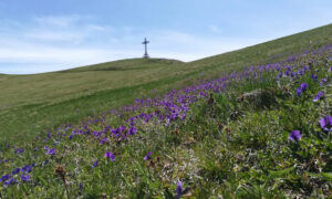 La Montagna: L’Origine del Nostro Ginepro Selvaggio